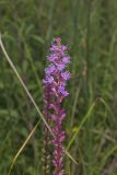Dense Blazing Star, liatris spicata