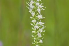 Dense Blazing Star, Liatris spicata