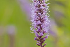 Dense Blazing Star, Liatris spicata