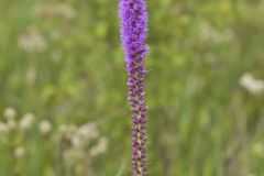 Dense Blazing Star, Liatris spicata