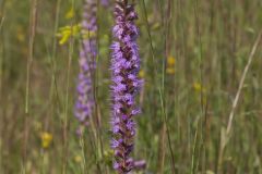 Dense Blazing Star, Liatris spicata