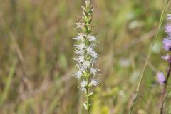 Dense Blazing Star, Liatris spicata