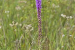 Dense Blazing Star, Liatris spicata
