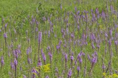 Dense Blazing Star, Liatris spicata