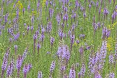 Dense Blazing Star, Liatris spicata