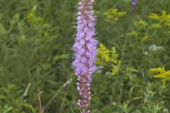 Dense Blazing Star, Liatris spicata
