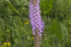 Dense Blazing Star, Liatris spicata