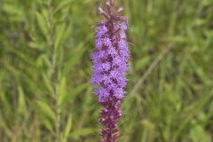 Dense Blazing Star, Liatris spicata