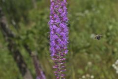 Dense Blazing Star, Liatris spicata