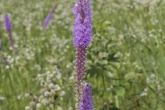 Dense Blazing Star, Liatris spicata