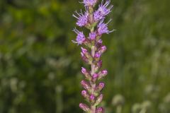 Dense Blazing Star, Liatris spicata