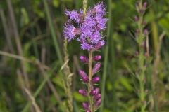 Dense Blazing Star, Liatris spicata
