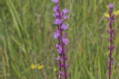 Dense Blazing Star, Liatris spicata