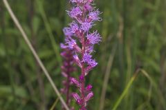 Dense Blazing Star, Liatris spicata