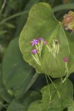 Deptford Pink, Dianthus armeria