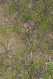 Deptford Pink, Dianthus armeria