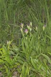 Deptford Pink, Dianthus armeria