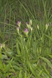 Deptford Pink, Dianthus armeria