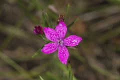Deptford Pink