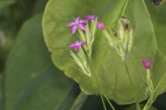 Deptford Pink, Dianthus armeria