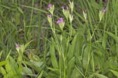 Deptford Pink, Dianthus armeria