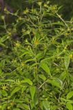 Devil's Beggarticks, Bidens frondosa