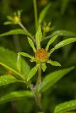 Devil's Beggarticks, Bidens frondosa