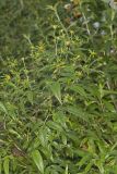 Devil's Beggarticks, Bidens frondosa