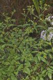 Devil's Beggarticks, Bidens frondosa