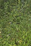 Devil's Beggarticks, Bidens frondosa