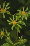 Devil's Beggarticks, Bidens frondosa