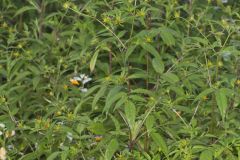 Devil's Beggarticks, Bidens frondosa