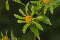 Devil's Beggarticks, Bidens frondosa