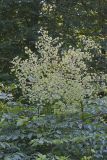 Devil's Walkingstick, Aralia spinosa