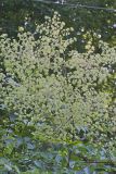 Devil's Walkingstick, Aralia spinosa
