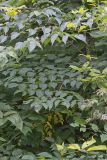 Devil's Walkingstick, Aralia spinosa