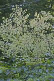 Devil's Walkingstick, Aralia spinosa