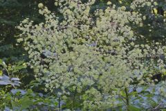 Devil's Walkingstick, Aralia spinosa