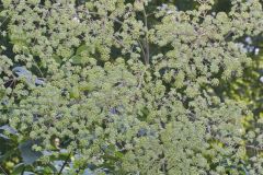 Devil's Walkingstick, Aralia spinosa