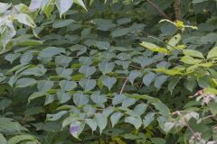 Devil's Walkingstick, Aralia spinosa