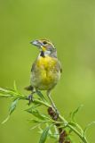 Dickcissel, Spiza americana