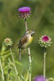Dickcissel, Spiza americana