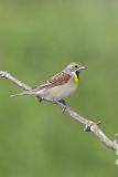 Dickcissel, Spiza americana