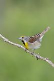Dickcissel, Spiza americana