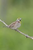 Dickcissel, Spiza americana