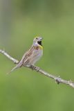 Dickcissel, Spiza americana