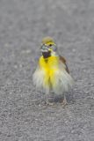 Dickcissel, Spiza americana