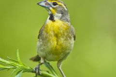 Dickcissel, Spiza americana