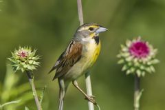 Dickcissel, Spiza americana