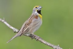 Dickcissel, Spiza americana